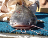 another Queensland catfish